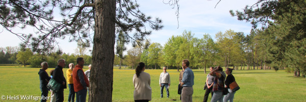 Wiese mit Bäumen im Vorder- und HIntergrund