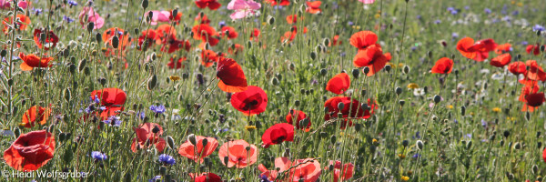 Blumenwiese auf dem Land