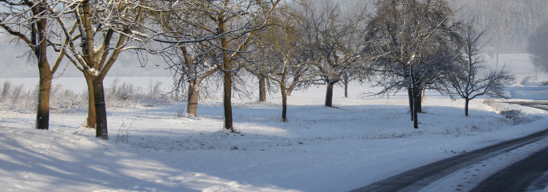 winterlicher Weg entlang von Obstbäumen