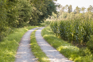 Feldweg an Maisfeldern vorbei