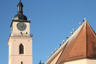 Kirchenführerausbildung Stadtkirche Neustadt Aisch mit Störchen