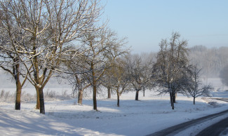 winterlicher Weg entlang von Obstbäumen