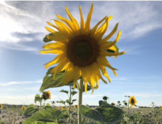 Sonnenblume auf Feld