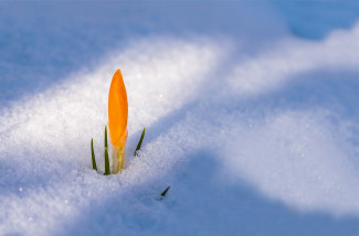 Orange Krokusblüte im Schnee