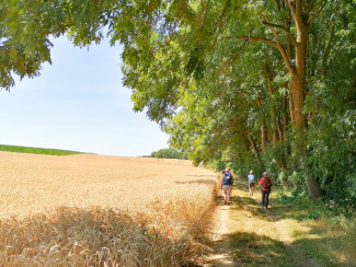 Pilgern entlang am Waldrand und Getreidefeld