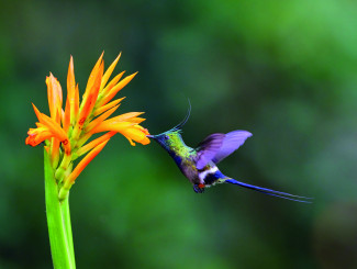 Kolibri fliegt Blume an
