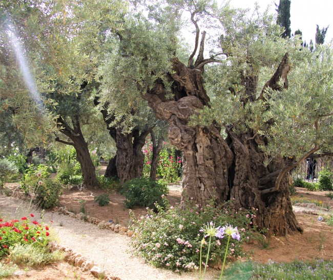 Spiritualität und Pilgern - Lebenskunst - Stille im Garten Gethsemane