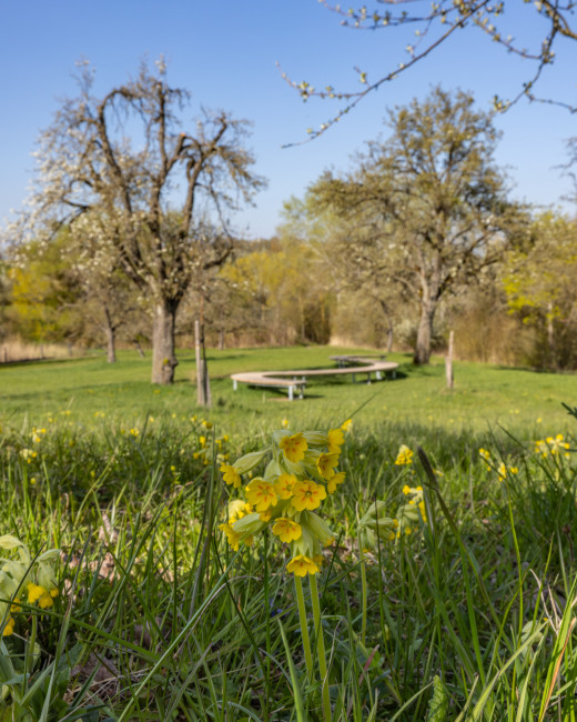Bank im Streuobstgelände mit Schlüsselblume im Vordergrund