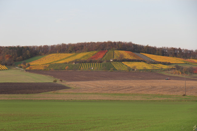 Weinberg Ulsenheim