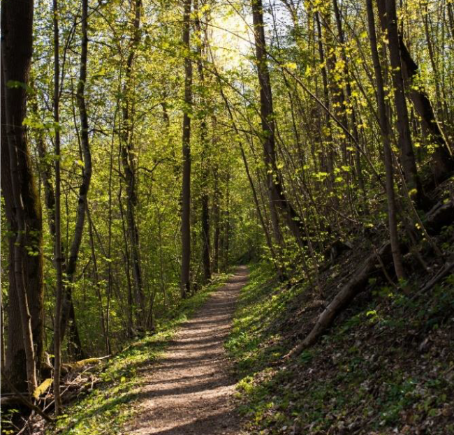 Pilgern - Schmaler Pilgerweg durch den Wald