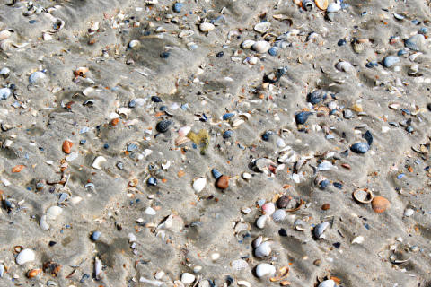 Spiritualität - Pilgern - Muscheln am Strand