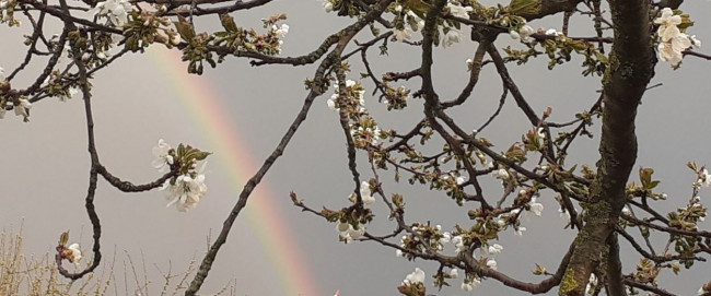 Sieben Wochen ohne neu vertrauen Regenbogen und Kirschblüten