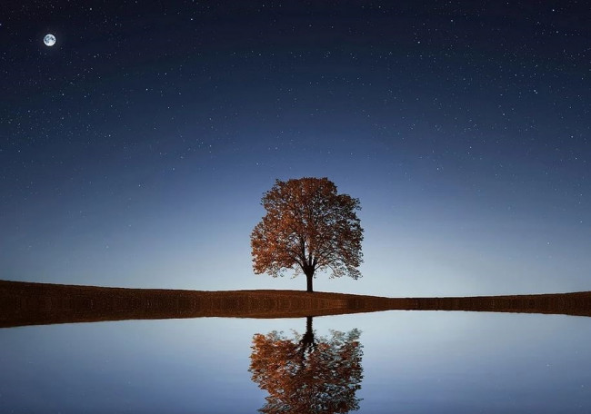 Baum am See Stille sieben Wochen ohne 2022